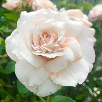 Belinda's Blush - 5 Gallon