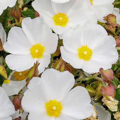 Cistus 'Bennet's White' - Bennett's White Rock Rose - 2 Gallon