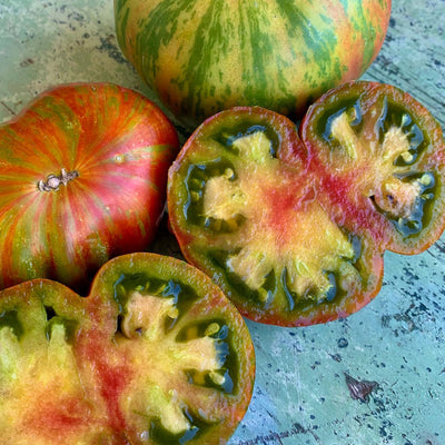 Berkeley Tie Dye - 4" Pot