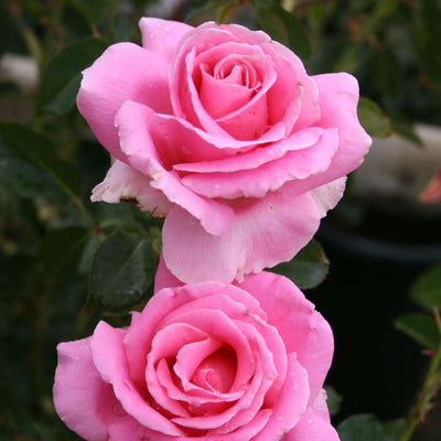 Bewitched - 5 Gallon