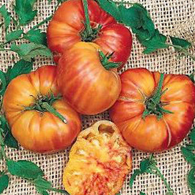 Big Rainbow - 4" Pot