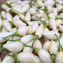 Biquinho White - 4