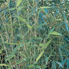 Phyllostachys bissettii - Bissett Bamboo - 5 Gallon