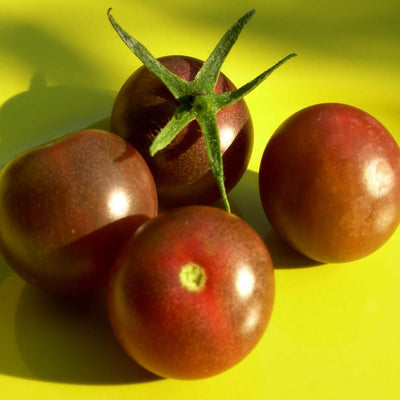 Black Cherry - 4" Pot