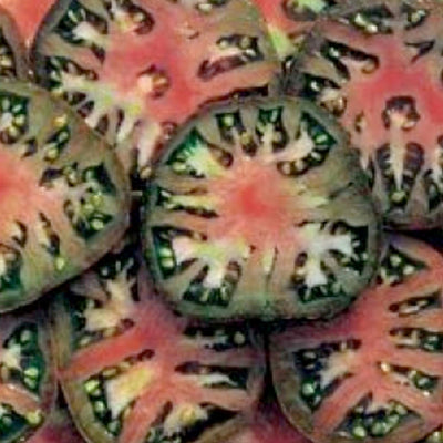 Black Sea Man - 4" Pot