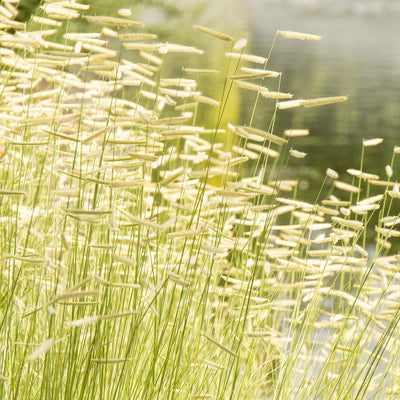 Bouteloua 'Blond Ambition' PP - Blonde Ambition Blue Grama Grass - 2 Gallon