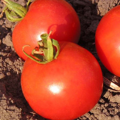 Bloody Butcher - 4" Pot