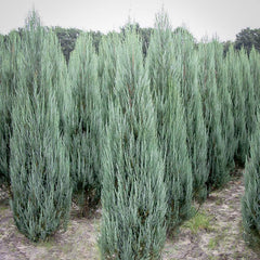 Juniperus scop. 'Blue Arrow' - Blue Arrow Juniper - 15 Gallon