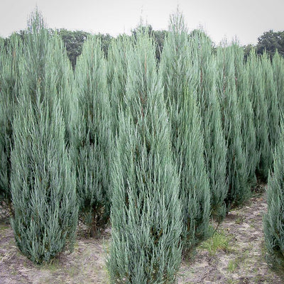 Juniperus scop. 'Blue Arrow' - Blue Arrow Juniper - 15 Gallon
