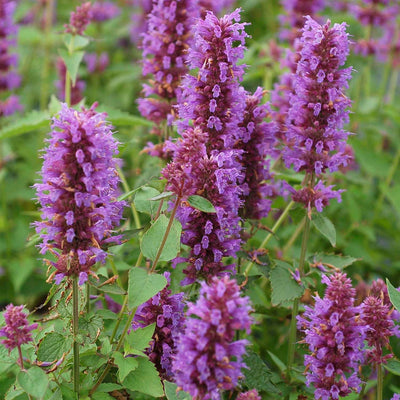 Agastache - Hummingbird Mint 'Blue Boa' PP - 1 Gallon