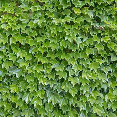 Parthenocissus 'Veitchii' - Boston Ivy - 1 Gallon