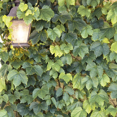 Parthenocissus 'Star Showers'® - Star Showers Boston Ivy - 1 Gallon