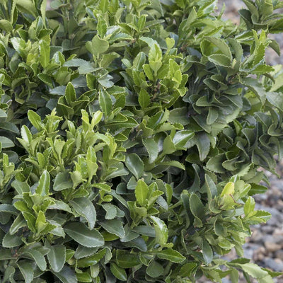 Euonymus 'Microphyllus' - Boxleaf Euonymus - 2 Gallon