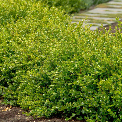 Buxus 'Winter Gem' - Winter Gem Boxwood - 7 Gallon