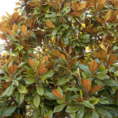 Magnolia grandiflora 'Bracken' - Bracken's Brown Beauty Magnolia - 7 Gallon