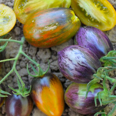 Brad's Atomic Grape - 4" Pot