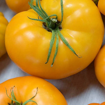 Brandywine Yellow - 4" Pot