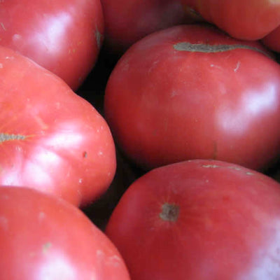 Brandywine Red - 4" Pot