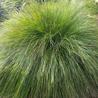 Lomandra longifolia 'Breeze'™ - Breeze Lomandra™ - 1 Gallon