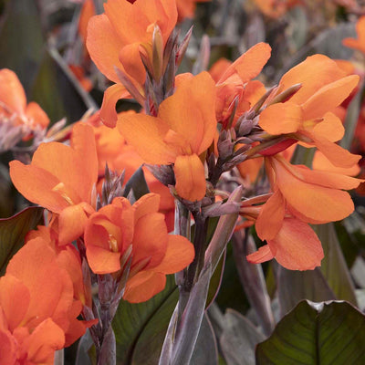 Canna 'Bronze Orange'® - Bronze Orange Canna Lily - 2 Gallon