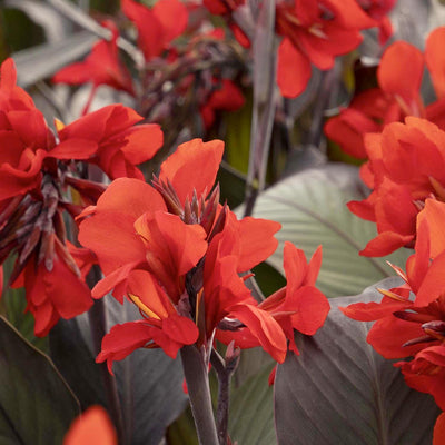 Canna 'Bronze Scarlet'® - Bronze Scarlet Canna Lily - 1 Gallon