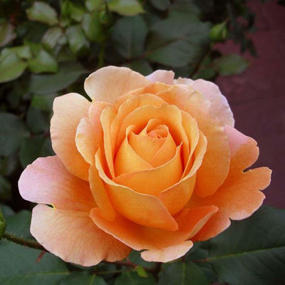 Bronze Star - 48" Tree - 5 Gallon