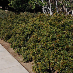 Syzygium globulus - Brush Cherry - 5 Gallon