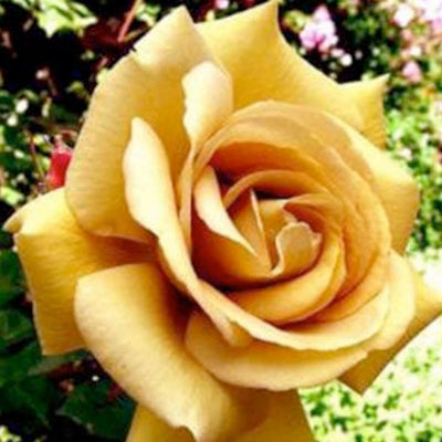 Butterscotch - 5 Gallon STK