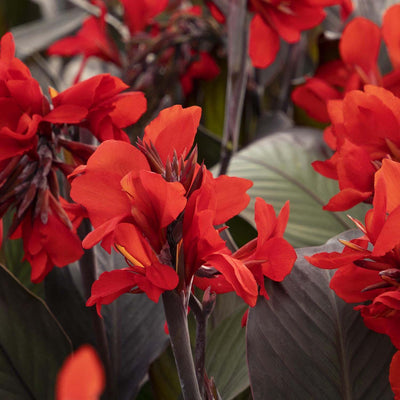 Canna 'Scarlet'® - Bronze Scarlet Canna Lily - 2 Gallon