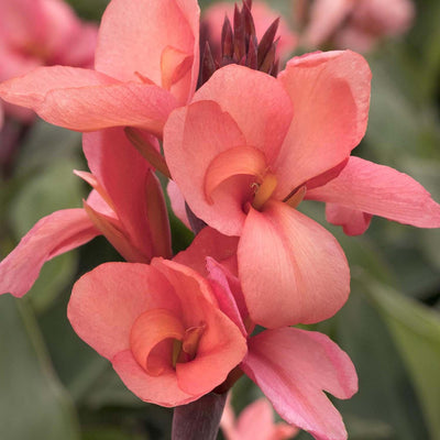 Canna 'Mango'® - Mango Canna Lily - 2 Gallon