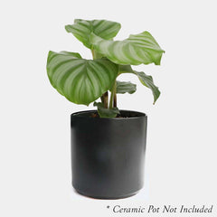 Calathea Orbifolia - 4in
