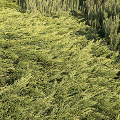 Juniperus s. 'Calgary Carpet'® - Calgary Carpet Juniper - 5 Gallon
