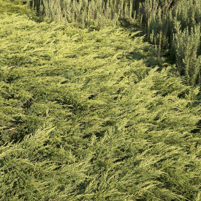 Juniperus s. 'Calgary Carpet'® - Calgary Carpet Juniper - 5 Gallon