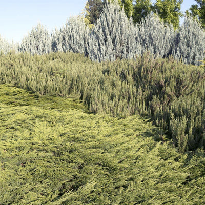 Juniperus s. 'Calgary Carpet'® - Calgary Carpet Juniper - 1 Gallon