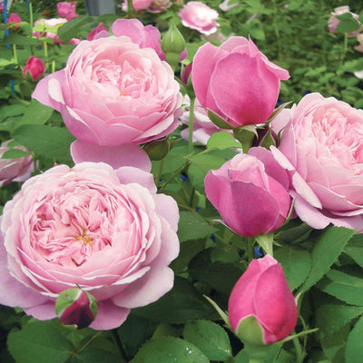 Cathedral Bells - 5 Gallon