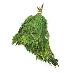 Budded Incense Cedar Bunch