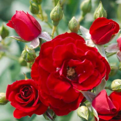 Cherry Frost - Climbing - Staked - 15 Gallon