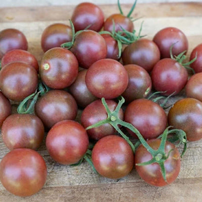 Chocolate Cherry - 4" Pot