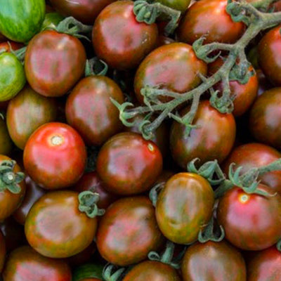 Chocolate Sprinkles - 4" Pot