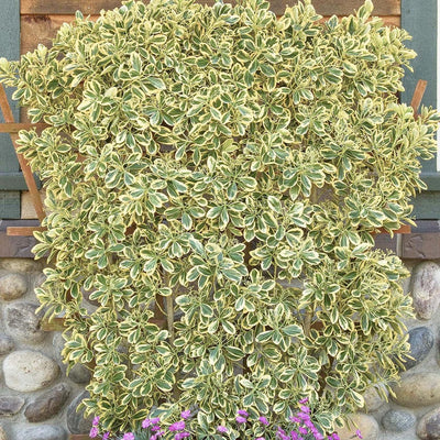 Euonymus jap. 'Chollipo' - Chollipo Euonymus - 1 Gallon
