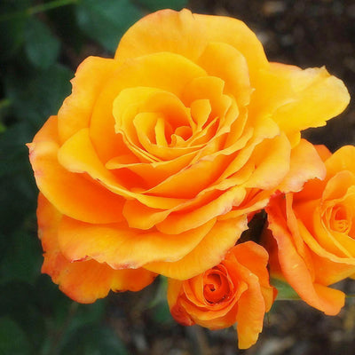 Christ Evert - 15 Gallon