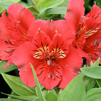Alstromeria 'Kate'® PP - Colorita Kate Peruvian Lily - 2 Gallon