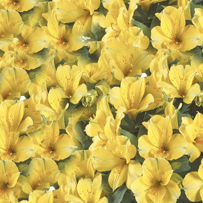 Alstromeria 'Lisa'® PPAF - Colorita Lisa Peruvian Lily - 2 Gallon