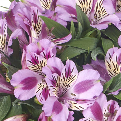 Alstroemeria 'Mulan'® - Colorita Mulan Peruvian Lily - 2 Gallon