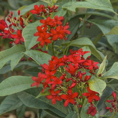 Jatropha 'Compacta' - Compact Spicy Jatropha - 5 Gallon