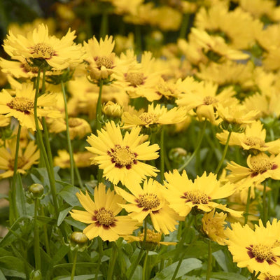 Coreopsis gr. 'Bright Touch'™ - Bright Touch Coreopsis - 1 Gallon