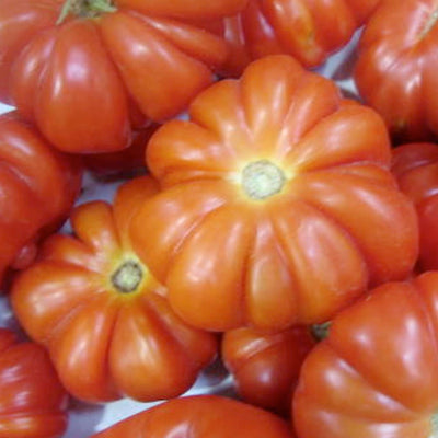 Costoluto Genovese - 4" Pot