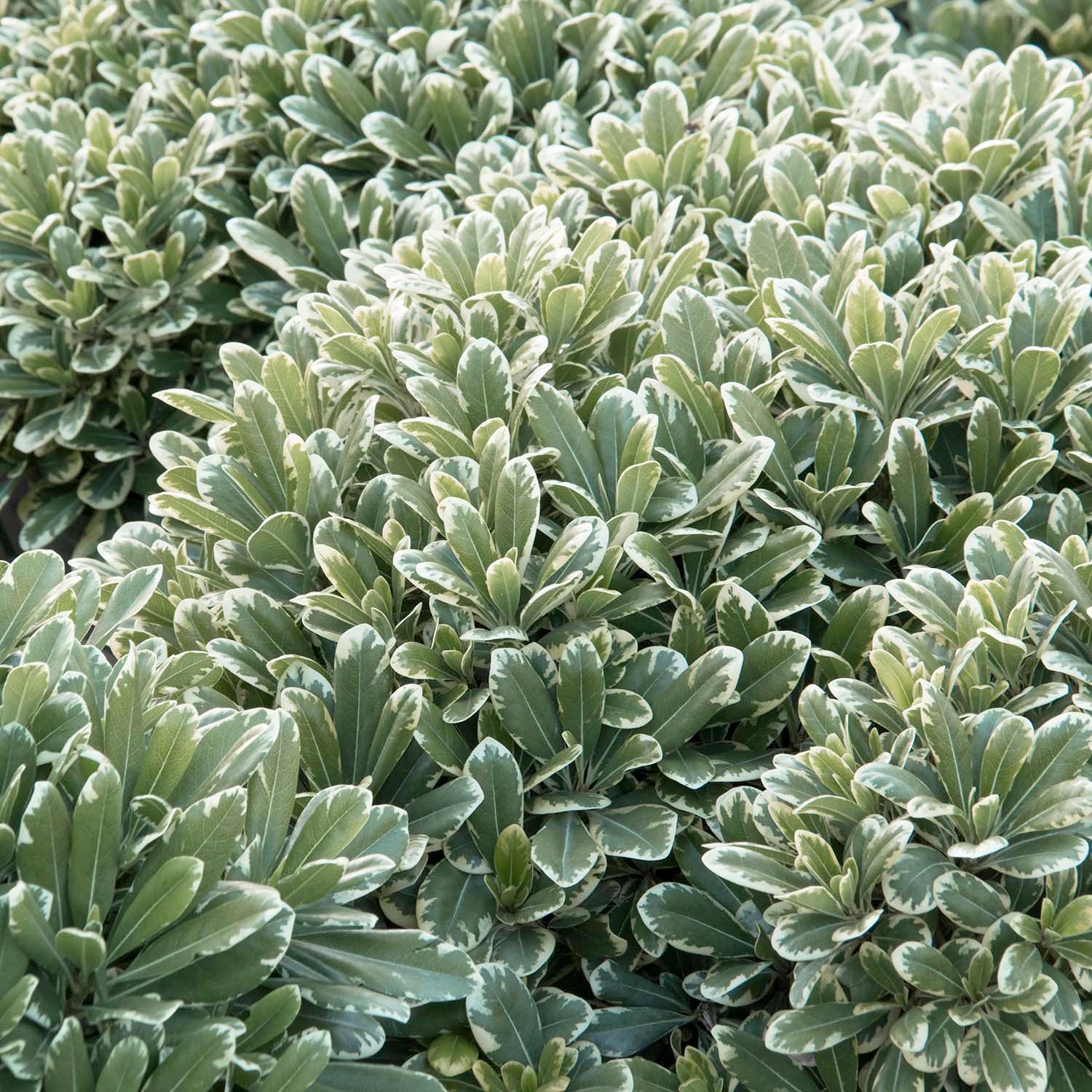 Pittosporum 'Cream De Mint'® Cream De Mint Dwarf Pittosporum 5