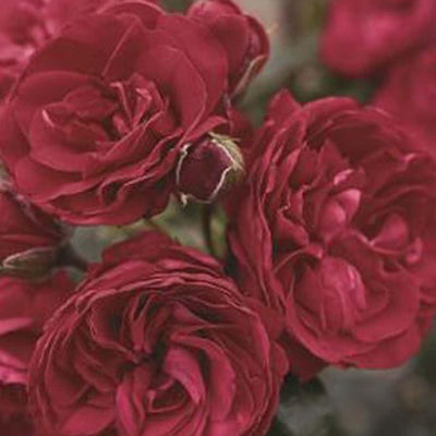 Crimson Sky - 5 Gallon