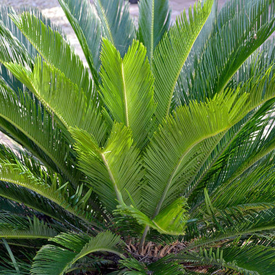 Cycas revoluta - Sago Palm - 1 Gallon